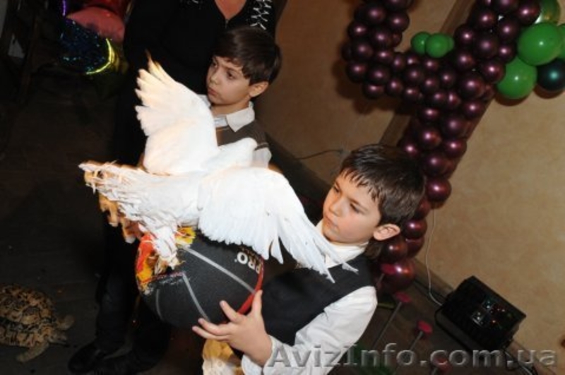 Цирковые номера на Ваш праздник Донецк - <ro>Изображение</ro><ru>Изображение</ru> #4, <ru>Объявление</ru> #1090631