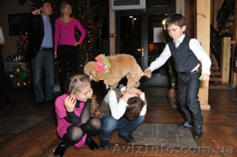 Цирковые номера на Ваш праздник Донецк - <ro>Изображение</ro><ru>Изображение</ru> #3, <ru>Объявление</ru> #1090631