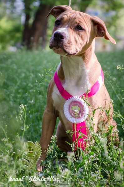 Продам стаффа Щенки свободные от атаксии  - <ro>Изображение</ro><ru>Изображение</ru> #1, <ru>Объявление</ru> #686992