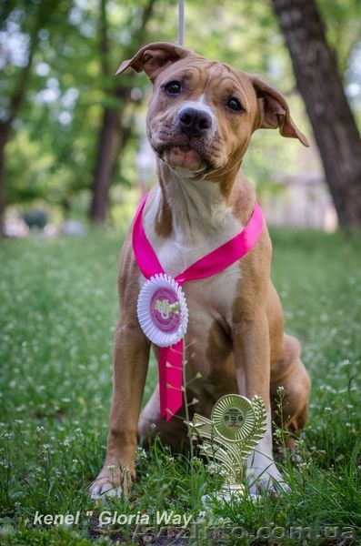 Продам стаффа Щенки свободные от атаксии  - <ro>Изображение</ro><ru>Изображение</ru> #3, <ru>Объявление</ru> #686992