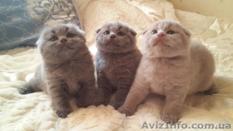 Шотландские вислоухие  и британские котята  - <ro>Изображение</ro><ru>Изображение</ru> #3, <ru>Объявление</ru> #75969