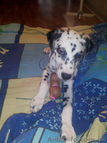 Продаем щенков Далматина родились 14 мая.для полной информации обращаться по тел - <ro>Изображение</ro><ru>Изображение</ru> #2, <ru>Объявление</ru> #1118561