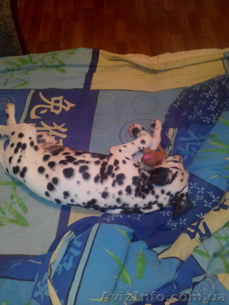 Продаем щенков Далматина родились 14 мая.для полной информации обращаться по тел - <ro>Изображение</ro><ru>Изображение</ru> #4, <ru>Объявление</ru> #1118561