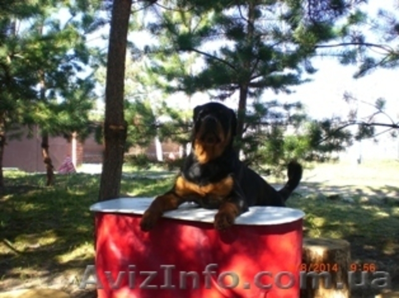 Новый год в деревне - <ro>Изображение</ro><ru>Изображение</ru> #3, <ru>Объявление</ru> #992566