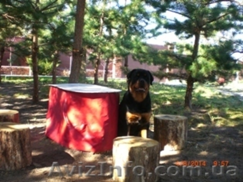 Отдых на уютной даче в деревне Студенок  и 2 ком.квартира в центре Свя - <ro>Изображение</ro><ru>Изображение</ru> #7, <ru>Объявление</ru> #599758