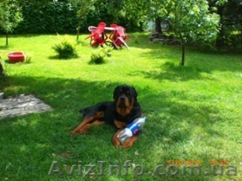 Новый год в деревне - <ro>Изображение</ro><ru>Изображение</ru> #1, <ru>Объявление</ru> #992566