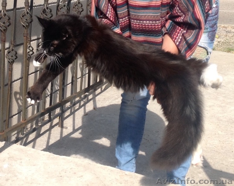 Мейн-куны 4 мес. Слонопотамские, черные, серебрянные, дымные, мрамора и солиды. - <ro>Изображение</ro><ru>Изображение</ru> #1, <ru>Объявление</ru> #1080732