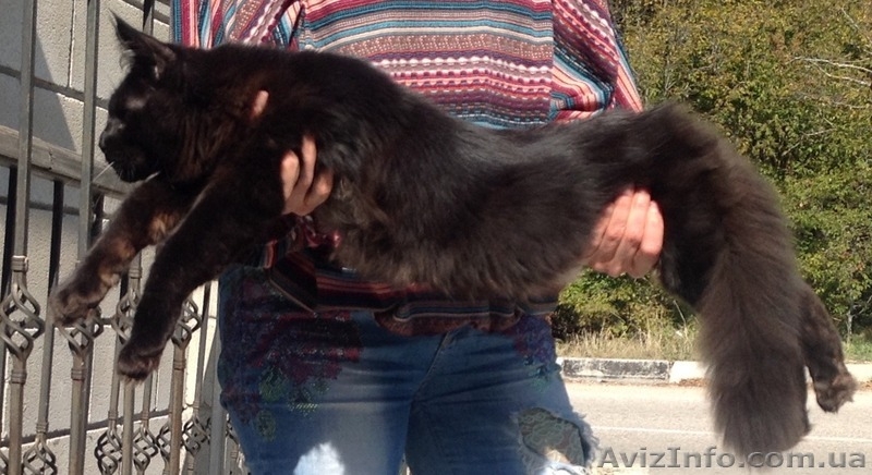 Мейн-куны 4 мес. Слонопотамские, черные, серебрянные, дымные, мрамора и солиды. - <ro>Изображение</ro><ru>Изображение</ru> #6, <ru>Объявление</ru> #1080732