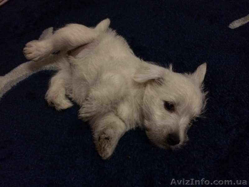 Щенок вест-хайленд-уайт-терьера, девочка - <ro>Изображение</ro><ru>Изображение</ru> #1, <ru>Объявление</ru> #1174804