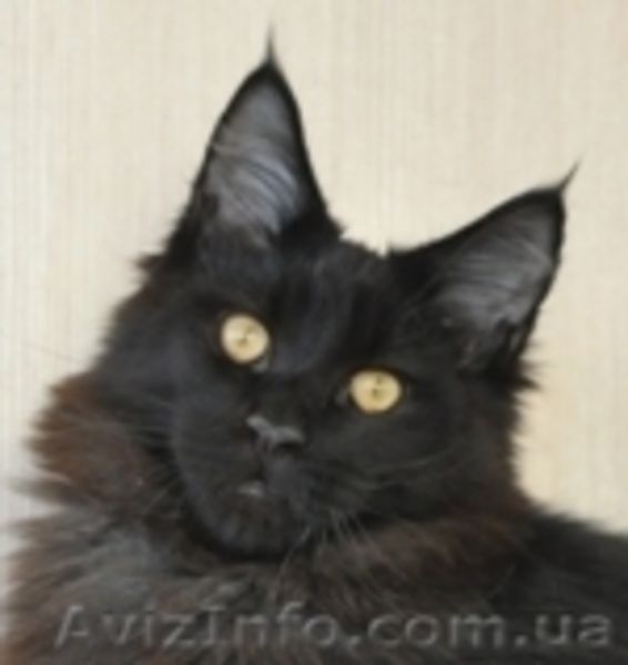 Мейн-куны 4 мес. Слонопотамские, черные, серебрянные, дымные, мрамора и солиды. - <ro>Изображение</ro><ru>Изображение</ru> #5, <ru>Объявление</ru> #1080732