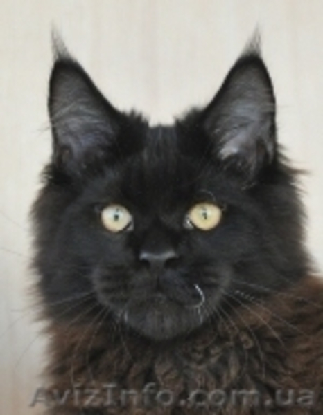 Мейн-куны 4 мес. Слонопотамские, черные, серебрянные, дымные, мрамора и солиды. - <ro>Изображение</ro><ru>Изображение</ru> #3, <ru>Объявление</ru> #1080732