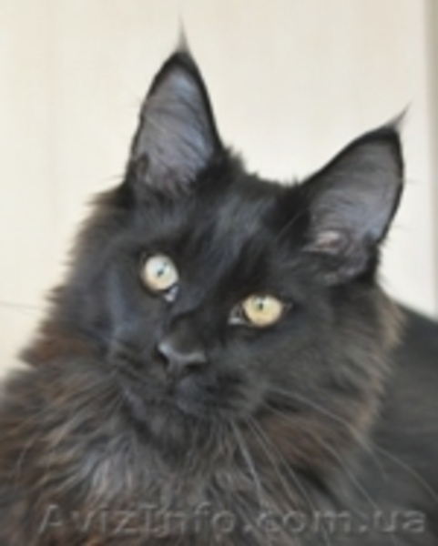 Мейн-куны 4 мес. Слонопотамские, черные, серебрянные, дымные, мрамора и солиды. - <ro>Изображение</ro><ru>Изображение</ru> #2, <ru>Объявление</ru> #1080732