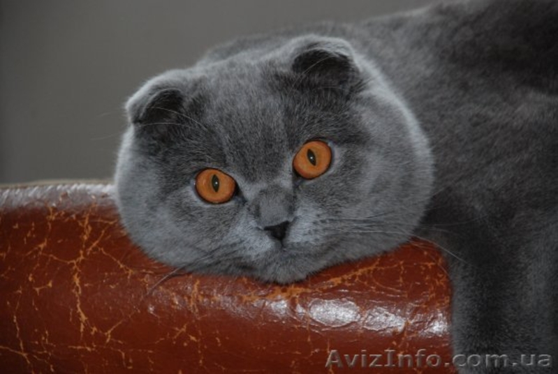 Шотландские вислоухие  и британские котята  - <ro>Изображение</ro><ru>Изображение</ru> #4, <ru>Объявление</ru> #75969