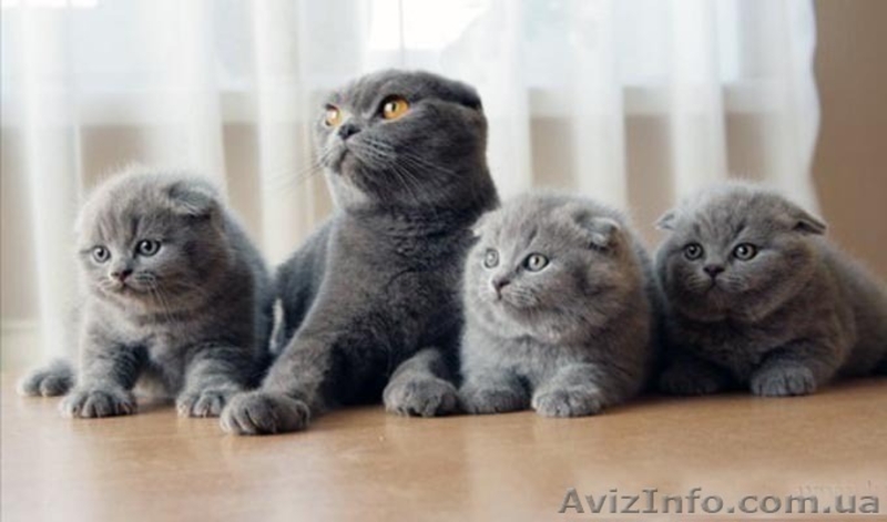 Шотландские вислоухие  и британские котята  - <ro>Изображение</ro><ru>Изображение</ru> #5, <ru>Объявление</ru> #75969