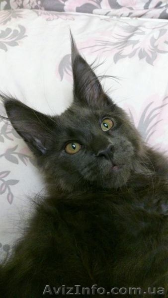 Мейн-кун котята - <ro>Изображение</ro><ru>Изображение</ru> #6, <ru>Объявление</ru> #1080530