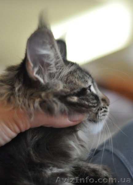 Мейн-кун котята - <ro>Изображение</ro><ru>Изображение</ru> #4, <ru>Объявление</ru> #1080530