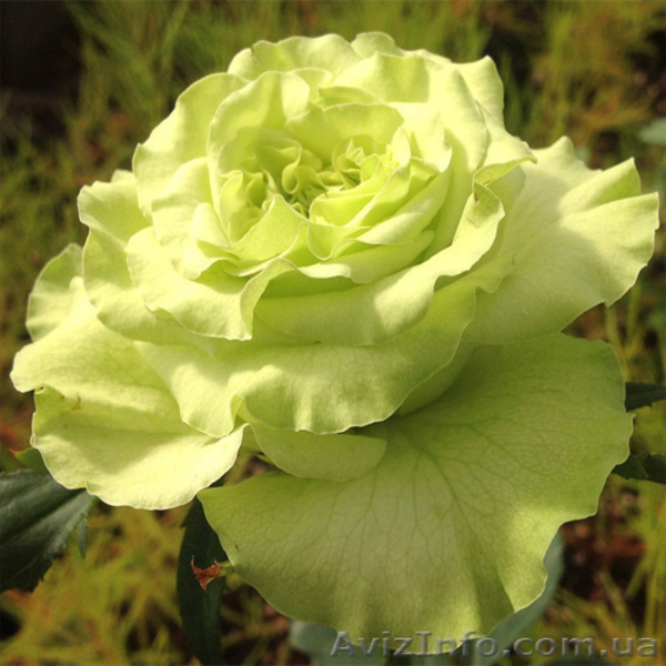 Саженцы роз, лучшие сорта, доставка по Украине. - <ro>Изображение</ro><ru>Изображение</ru> #5, <ru>Объявление</ru> #1300667