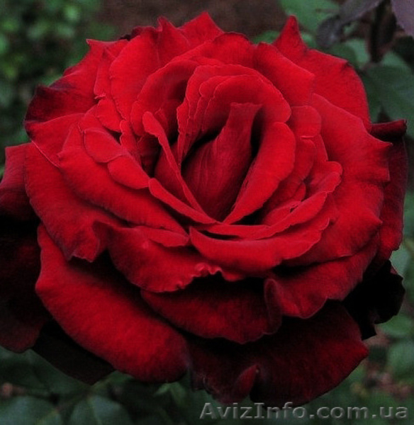 Саженцы роз, лучшие сорта, доставка по Украине. - <ro>Изображение</ro><ru>Изображение</ru> #2, <ru>Объявление</ru> #1300667
