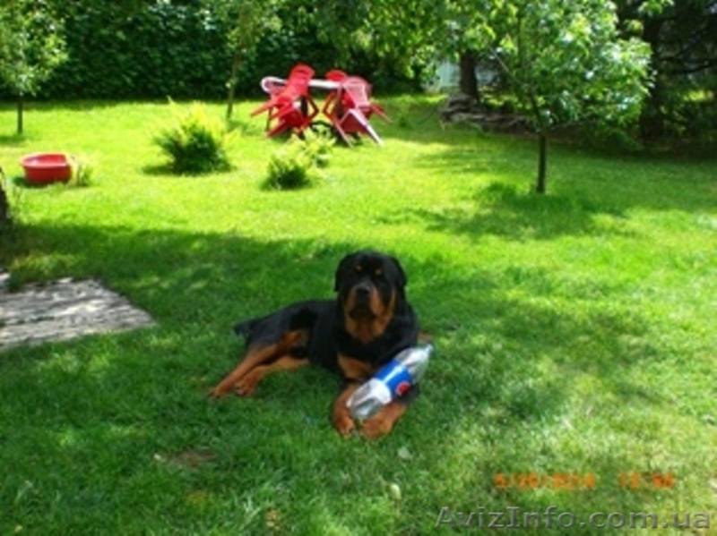 Деревня в лесу - <ro>Изображение</ro><ru>Изображение</ru> #7, <ru>Объявление</ru> #291394