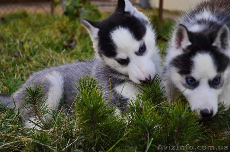 Сибирский хаски щенки. - <ro>Изображение</ro><ru>Изображение</ru> #8, <ru>Объявление</ru> #816858