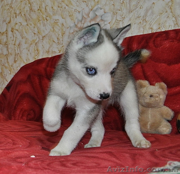 Сибирский хаски щенки. - <ro>Изображение</ro><ru>Изображение</ru> #5, <ru>Объявление</ru> #816858