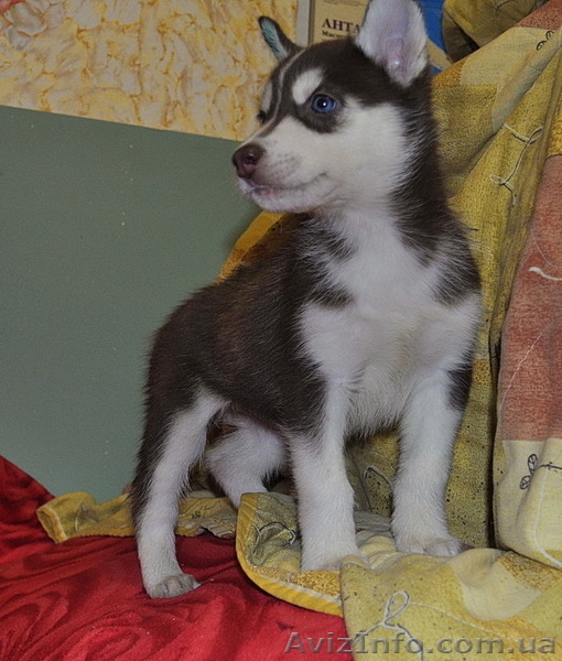 Сибирский хаски щенки. - <ro>Изображение</ro><ru>Изображение</ru> #3, <ru>Объявление</ru> #816858