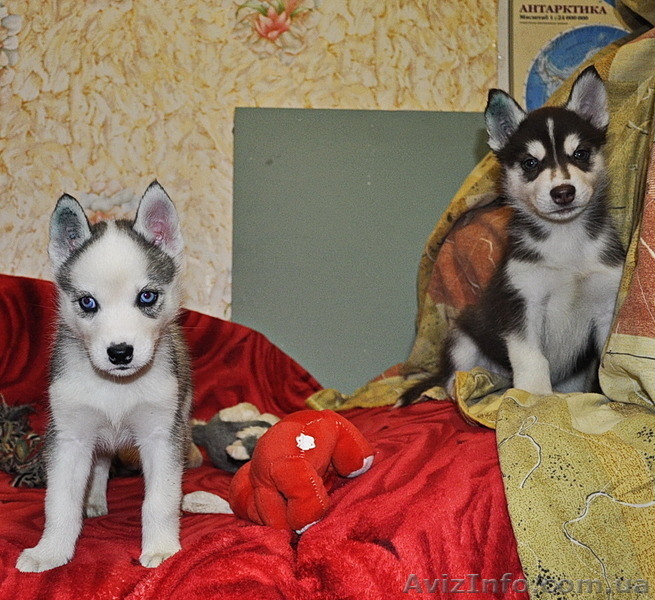 Сибирский хаски щенки. - <ro>Изображение</ro><ru>Изображение</ru> #1, <ru>Объявление</ru> #816858