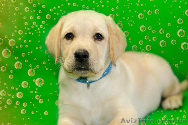 щенки лабрадора -  лучший антидепрессант - <ro>Изображение</ro><ru>Изображение</ru> #2, <ru>Объявление</ru> #967753