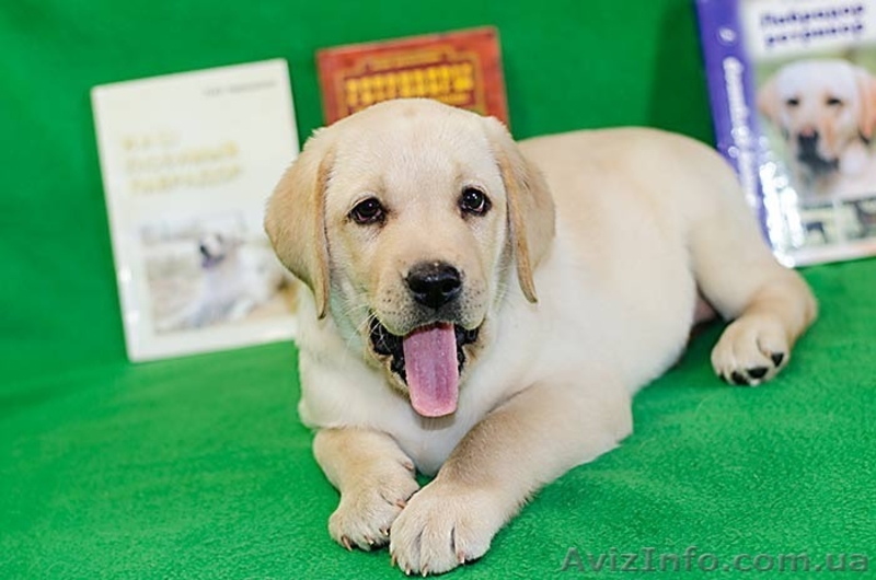 щенки лабрадора -  лучший антидепрессант - <ro>Изображение</ro><ru>Изображение</ru> #6, <ru>Объявление</ru> #967753