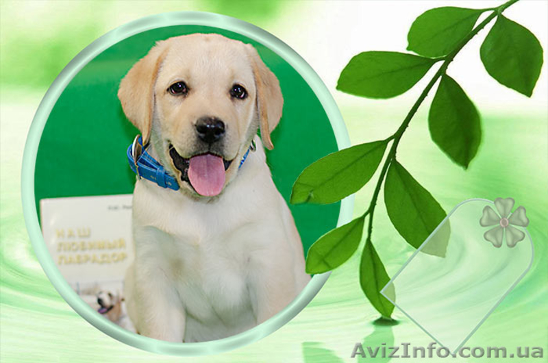щенки лабрадора -  лучший антидепрессант - <ro>Изображение</ro><ru>Изображение</ru> #5, <ru>Объявление</ru> #967753