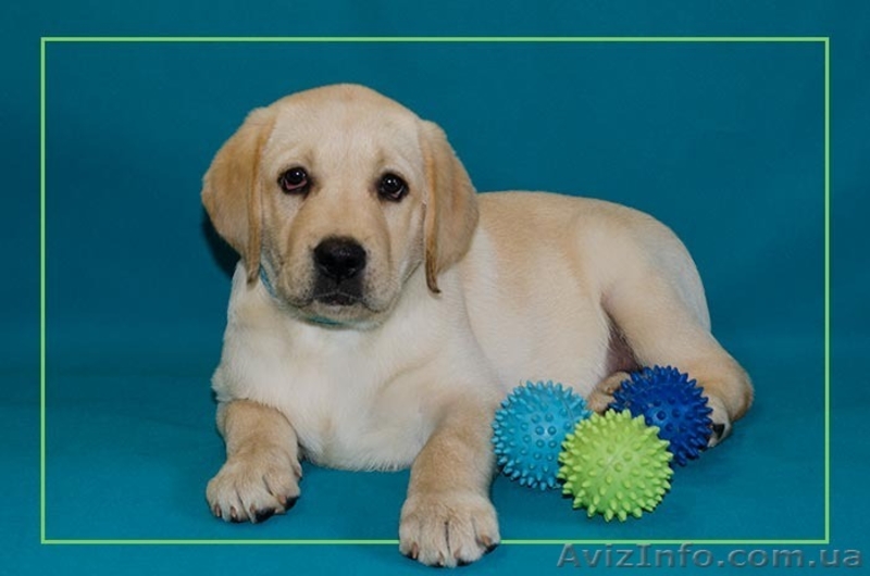 щенки лабрадора -  лучший антидепрессант - <ro>Изображение</ro><ru>Изображение</ru> #1, <ru>Объявление</ru> #967753