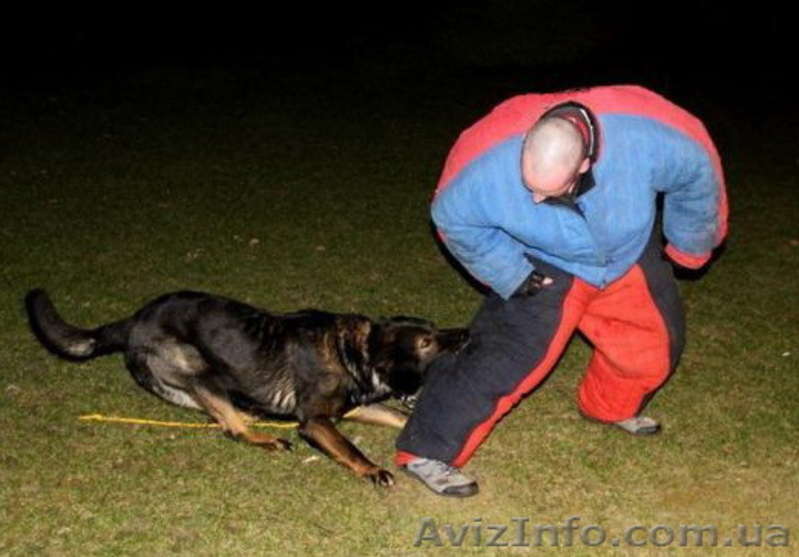 Продаются щенки немецкой овчарка рабочего разведения - <ro>Изображение</ro><ru>Изображение</ru> #2, <ru>Объявление</ru> #1463758