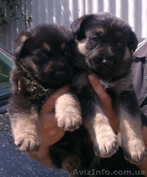Продаются щенки немецкой овчарка рабочего разведения - <ro>Изображение</ro><ru>Изображение</ru> #1, <ru>Объявление</ru> #1463758