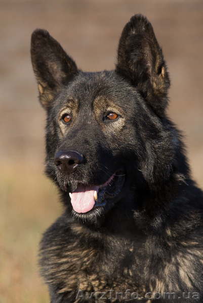 Продаются щенки немецкой овчарка рабочего разведения - <ro>Изображение</ro><ru>Изображение</ru> #3, <ru>Объявление</ru> #1463758