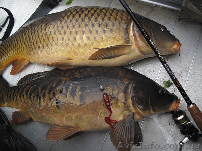 Продам живую рыбу (карп) навес 1,200-1,700 кг.т.0665060710 - <ro>Изображение</ro><ru>Изображение</ru> #1, <ru>Объявление</ru> #1523279