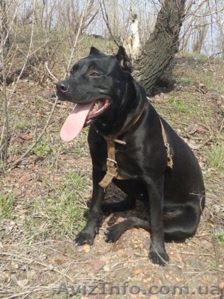 Щенки стаффордширского теръера! Срочно требуют любящие руки.Димитров - <ro>Изображение</ro><ru>Изображение</ru> #1, <ru>Объявление</ru> #1537555