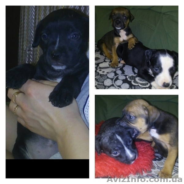 Щенки стаффордширского теръера! Срочно требуют любящие руки.Димитров - <ro>Изображение</ro><ru>Изображение</ru> #6, <ru>Объявление</ru> #1537555