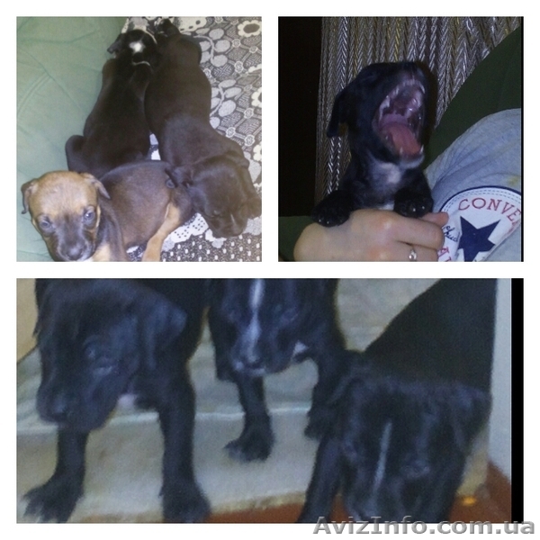 Щенки стаффордширского теръера! Срочно требуют любящие руки.Димитров - <ro>Изображение</ro><ru>Изображение</ru> #7, <ru>Объявление</ru> #1537555