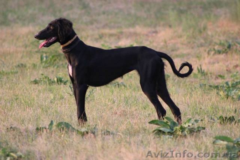 Продаются щенки Тазы (Казахская борзая) - <ro>Изображение</ro><ru>Изображение</ru> #1, <ru>Объявление</ru> #1556482