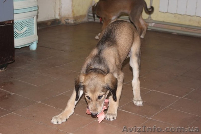 Продаются щенки Тазы (Казахская борзая) - <ro>Изображение</ro><ru>Изображение</ru> #3, <ru>Объявление</ru> #1556482