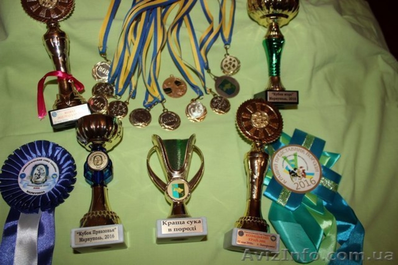 Продаются щенки Тазы (Казахская борзая) - <ro>Изображение</ro><ru>Изображение</ru> #4, <ru>Объявление</ru> #1556482