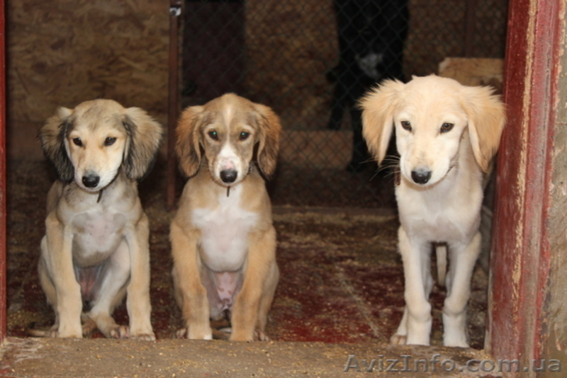 Продаются щенки Тазы (Казахская борзая) - <ro>Изображение</ro><ru>Изображение</ru> #5, <ru>Объявление</ru> #1556482