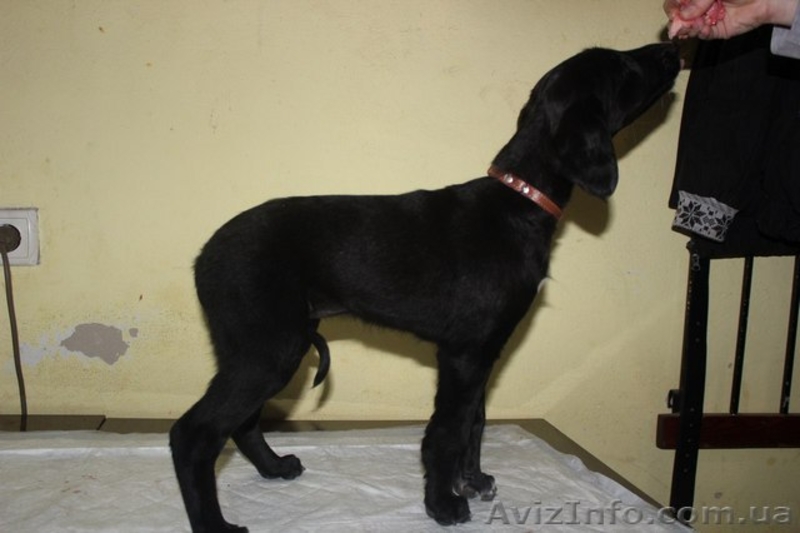 Продаются щенки Тазы (Казахская борзая) - <ro>Изображение</ro><ru>Изображение</ru> #6, <ru>Объявление</ru> #1556482