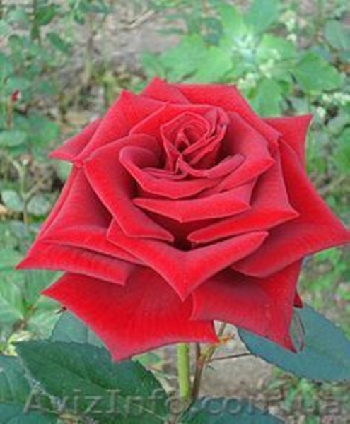 Продам саженцы роз, плодовых деревьев. Бахмут - <ro>Изображение</ro><ru>Изображение</ru> #1, <ru>Объявление</ru> #1581252