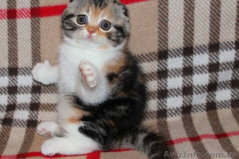 Клубные котята шотландской породы. - <ro>Изображение</ro><ru>Изображение</ru> #1, <ru>Объявление</ru> #1588694
