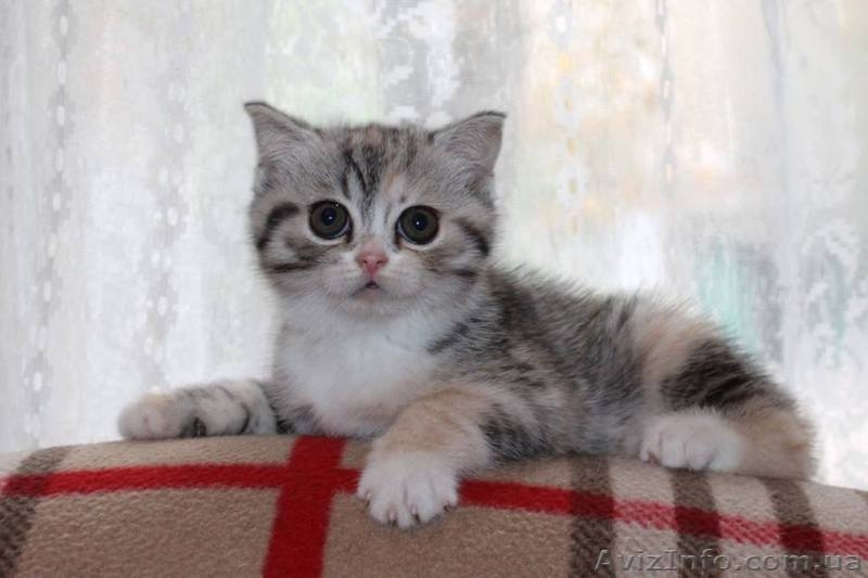 Клубные котята шотландской породы. - <ro>Изображение</ro><ru>Изображение</ru> #2, <ru>Объявление</ru> #1588694
