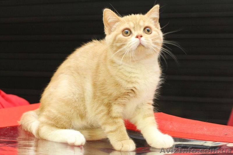 Шотландские котята к наступающим праздникам - <ro>Изображение</ro><ru>Изображение</ru> #2, <ru>Объявление</ru> #1598823