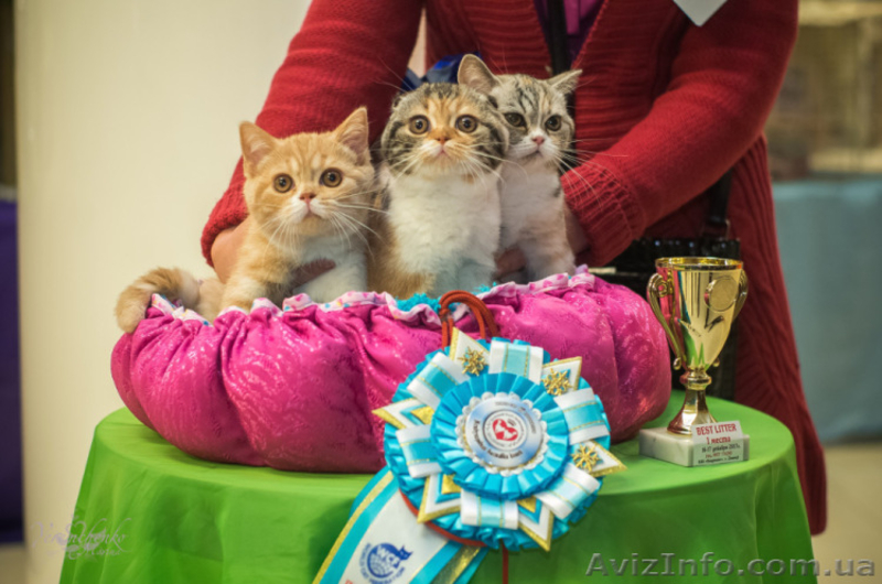 Шотландские котята к наступающим праздникам - <ro>Изображение</ro><ru>Изображение</ru> #3, <ru>Объявление</ru> #1598823