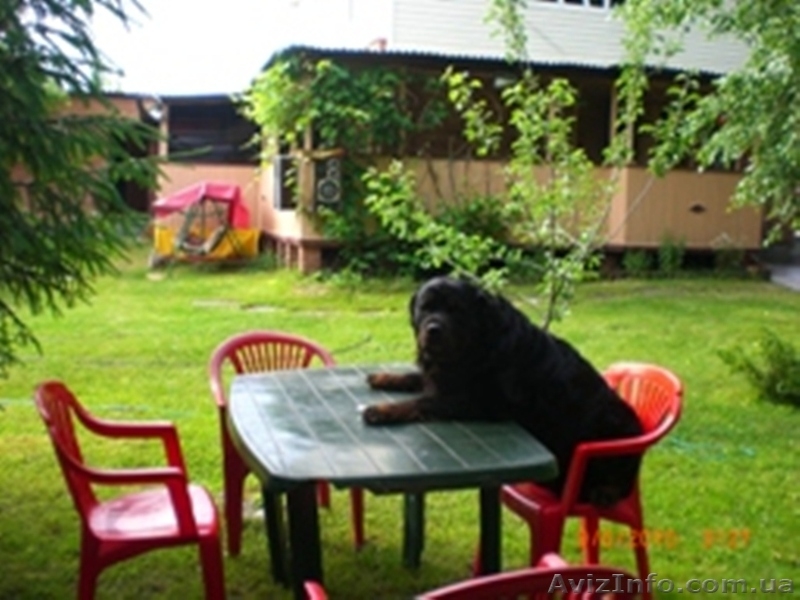 Сдам дачу в Святогорске - <ro>Изображение</ro><ru>Изображение</ru> #2, <ru>Объявление</ru> #1612257