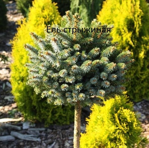 хвойные и декоративно лиственные растения - <ro>Изображение</ro><ru>Изображение</ru> #1, <ru>Объявление</ru> #1649685